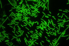 Read more about this image: Griffith laboratory works to decipher bacterial communication