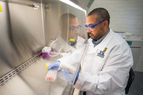 Plant Based Therapy Being Developed that Can Kill Malaria Parasites