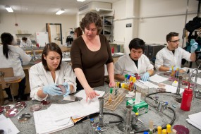 Undergraduates culturing, isolating and identifying unknown microbes.