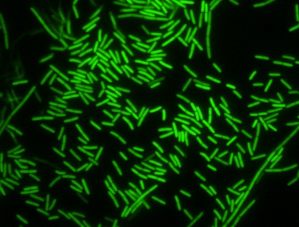 Read more about this image: Griffith laboratory works to decipher bacterial communication Read more about this image: Griffith laboratory works to decipher bacterial communication